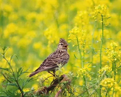 Жайворонок (alauda arvensis) спів, проживання, харчування, види, фото (alauda) Жайворонок (alauda arvensis) спів, проживання, харчування, види, фото