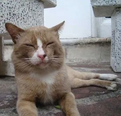 Засинають і сплять коти - все найцікавіше! (Засипати сплячі коти) Засинають і сплять коти - все найцікавіше!