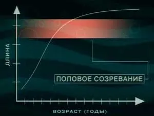 Відзнаки дорослого ляща від подлещика »(подлещика) Відзнаки дорослого ляща від подлещика »
