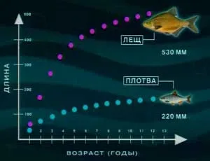 Відзнаки дорослого ляща від подлещика »(дорослого) Відзнаки дорослого ляща від подлещика »