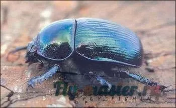 Жуки і мушки, їх імітують - уроки нахлистовою ентомології - ентомологія - рибалка нахлистом і (імітація) Жуки і мушки, їх імітують - уроки нахлистовою ентомології - ентомологія - рибалка нахлистом і