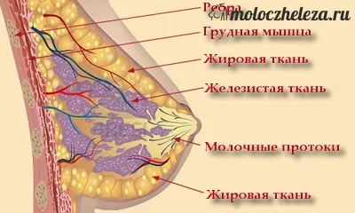 Залозиста тканина молочної залози