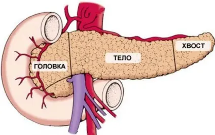 Жирова інфільтрація підшлункової залози, що це таке (жирова) Жирова інфільтрація підшлункової залози, що це таке