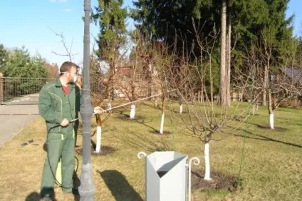 Залізний купорос в садівництві відео-інструкція по застосуванню своїми руками, фото (своїми) Залізний купорос в садівництві відео-інструкція по застосуванню своїми руками, фото