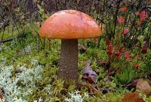Трюфель - види, користь і шкода, особливості вирощування, грибний сайт (Саме тому люди) Трюфель - види, користь і шкода, особливості вирощування, грибний сайт