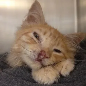 У кота гній з носа, що робити (кота) У кота гній з носа, що робити