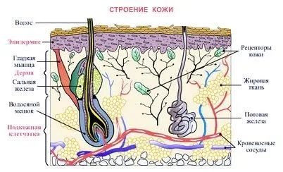 Тріщини на стопах