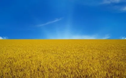українські прапори