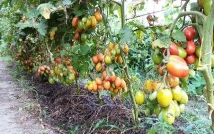 Добрива для помідорів і огірків, щоб був хороший урожай (огірків) Добрива для помідорів і огірків, щоб був хороший урожай