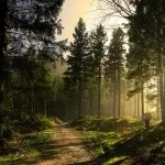 10 Цікавих фактів про хвойних лісах (цікаві факти) 10 Цікавих фактів про хвойних лісах