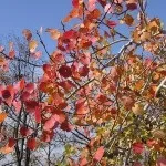 10 Цікавих фактів про хвойних лісах (цікавих) 10 Цікавих фактів про хвойних лісах