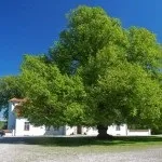 10 Цікавих фактів про хвойних лісах (фактів) 10 Цікавих фактів про хвойних лісах