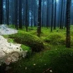 10 Цікавих фактів про хвойних лісах (цікаві факти) 10 Цікавих фактів про хвойних лісах
