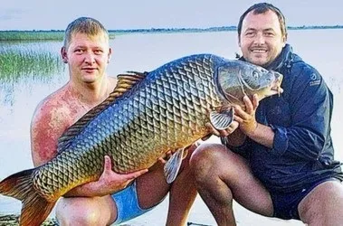 12 Найбільших коропів світу - carpfishing media (коропів) 12 Найбільших коропів світу - carpfishing media