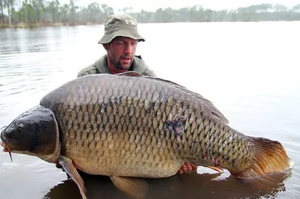 12 Найбільших коропів світу - carpfishing media (Briggs Fish один) 12 Найбільших коропів світу - carpfishing media