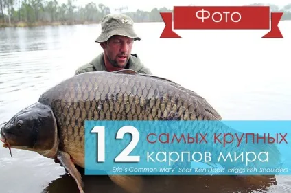12 Найбільших коропів світу - carpfishing media (короп 30 кг) 12 Найбільших коропів світу - carpfishing media