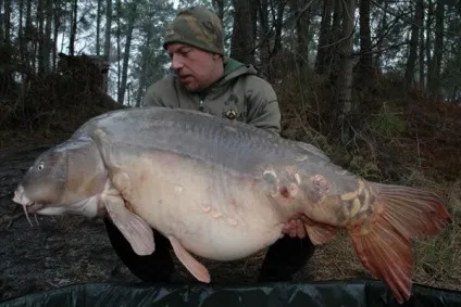 12 Найбільших коропів світу - carpfishing media (carpfishing) 12 Найбільших коропів світу - carpfishing media