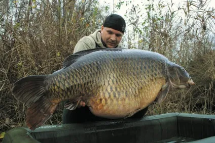 12 Найбільших коропів світу - carpfishing media (carpfishing) 12 Найбільших коропів світу - carpfishing media