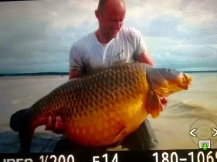 12 Найбільших коропів світу - carpfishing media (carpfishing) 12 Найбільших коропів світу - carpfishing media