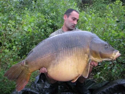 12 Найбільших коропів світу - carpfishing media (media) 12 Найбільших коропів світу - carpfishing media
