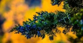 55 Фото фізаліс (фізаліс) 55 Фото фізаліс