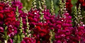 55 Фото фізаліс (догляд домашніх умовах) 55 Фото фізаліс