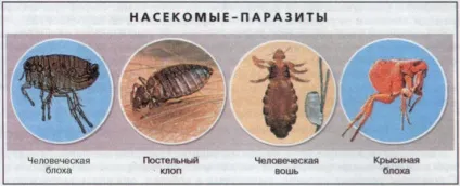 3 Способу позбутися постільних бліх в домашніх умовах (постільних) 3 Способу позбутися постільних бліх в домашніх умовах