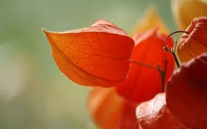 55 Фото фізаліс (догляд домашніх умовах) 55 Фото фізаліс