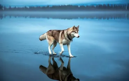 25 Самих смішних фотографій собак (самих) 25 Самих смішних фотографій собак