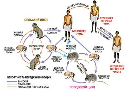 3 Способу позбутися постільних бліх в домашніх умовах (позбутися) 3 Способу позбутися постільних бліх в домашніх умовах