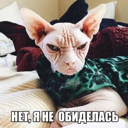 20 Фото скривджених тварин (фото) 20 Фото скривджених тварин