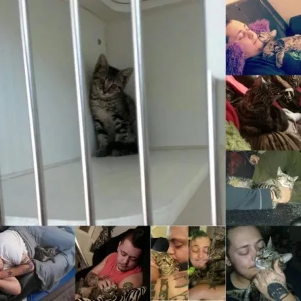 27 Тварин до і після того, як їх забрали з притулку (забрали) 27 Тварин до і після того, як їх забрали з притулку