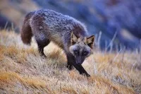 7 Найкрасивіших в світі видів лисиць