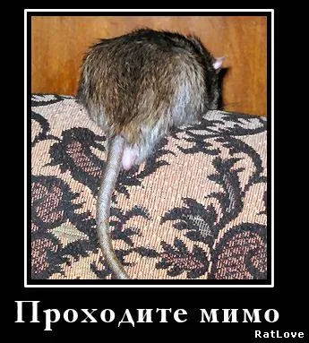 7 Причин не заводити щура - каталог статей - пасючій край (щура) 7 Причин не заводити щура - каталог статей - пасючій край