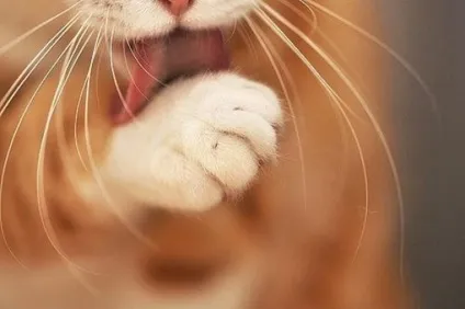 6 Милих котячих повадок і їх несподівані пояснення - новини в фотографіях (плач людських дітей) 6 Милих котячих повадок і їх несподівані пояснення - новини в фотографіях