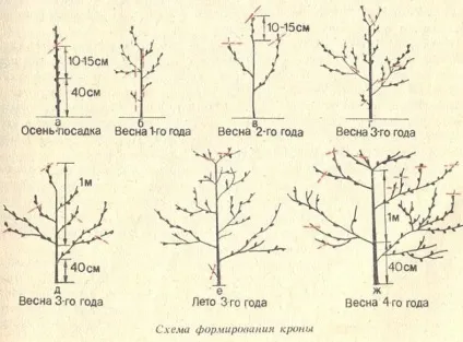 Абрикос посадка, вирощування, обрізка (абрикос) Абрикос посадка, вирощування, обрізка