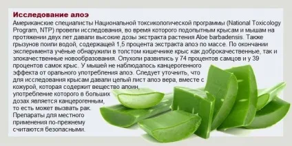 Алое проти нежитю - лікування нежиті (рослина) Алое проти нежитю - лікування нежиті
