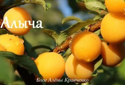 Алича - все про корисні властивості, користь і шкода, блог Олени Кравченко (користь) Алича - все про корисні властивості, користь і шкода, блог Олени Кравченко