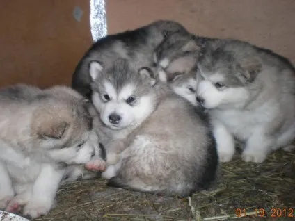 Аляска маламут опис породи з фото і характер собаки, ціна, вибір і виховання щеняти (аляскинський) Аляска маламут опис породи з фото і характер собаки, ціна, вибір і виховання щеняти
