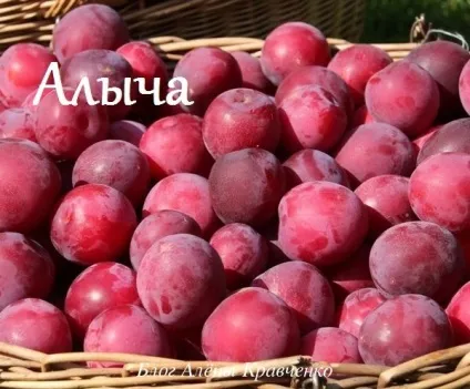Алича - все про корисні властивості, користь і шкода, блог Олени Кравченко (властивості) Алича - все про корисні властивості, користь і шкода, блог Олени Кравченко