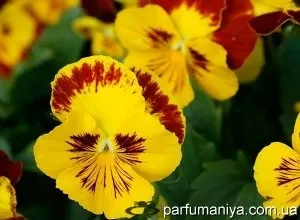 Аромати із запахом фіалки (фіалки) Аромати із запахом фіалки