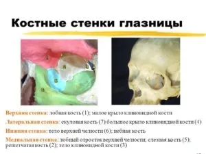 анатомія очниці