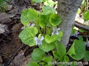 Аромати із запахом фіалки (Violette Precieuse Caron) Аромати із запахом фіалки