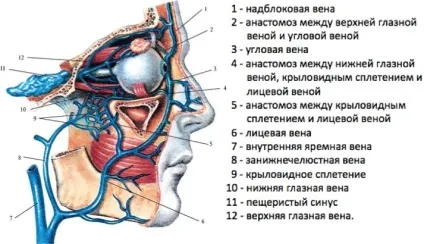 анатомія очниці