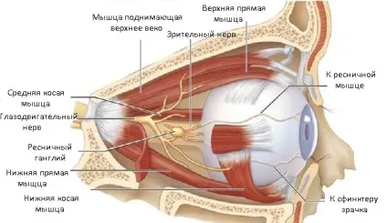 анатомія очниці