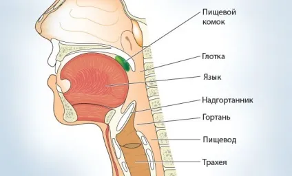 Анатомія горла людини