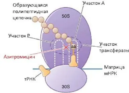 Антибіотик азитроміцин показання до застосування та побічні дії