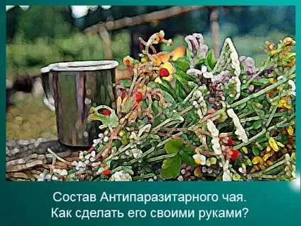 Антипаразитарний чай склад, зроблений своїми руками, 45 кавунів (актуальна Навесні восени) Антипаразитарний чай склад, зроблений своїми руками, 45 кавунів