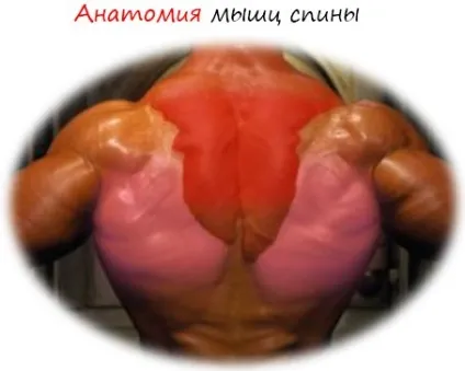 Анатомія м'язів спини