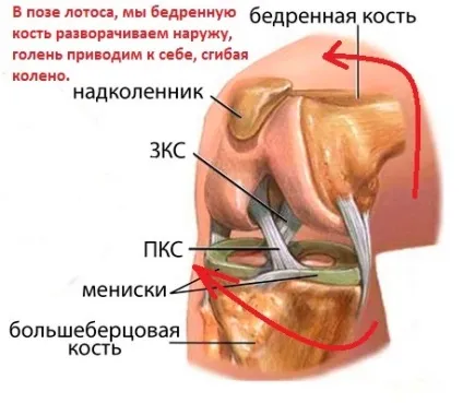 Асана ардха падмасана